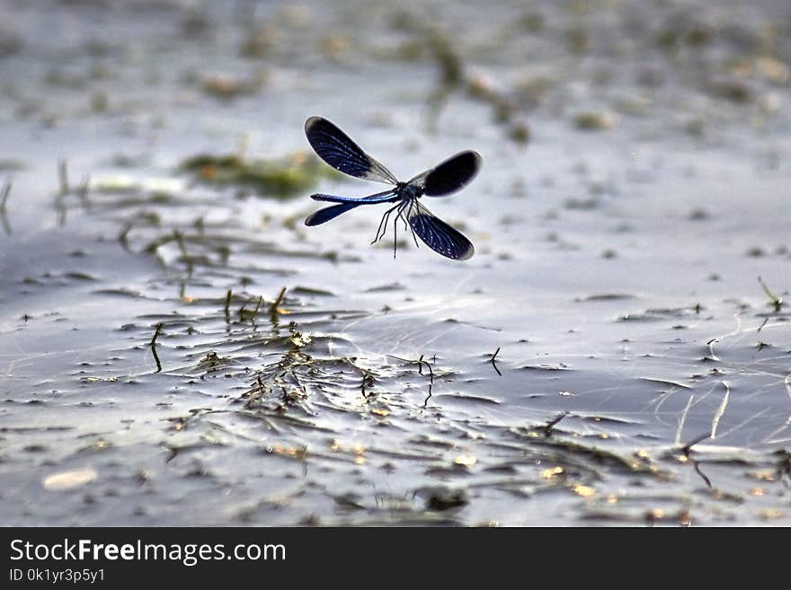 Water, Fauna, Insect, Wildlife