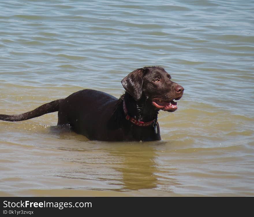 Dog, Dog Like Mammal, Mammal, Labrador Retriever