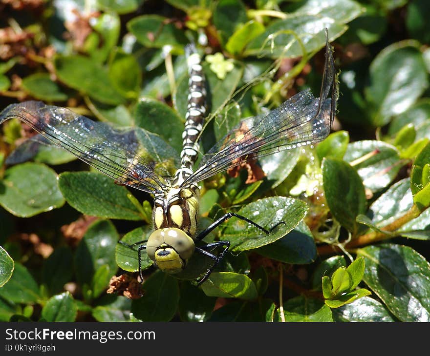 Dragonfly, Insect, Dragonflies And Damseflies, Invertebrate