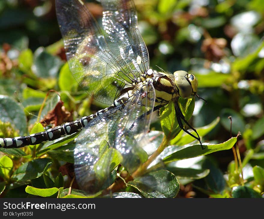 Dragonfly, Insect, Dragonflies And Damseflies, Invertebrate