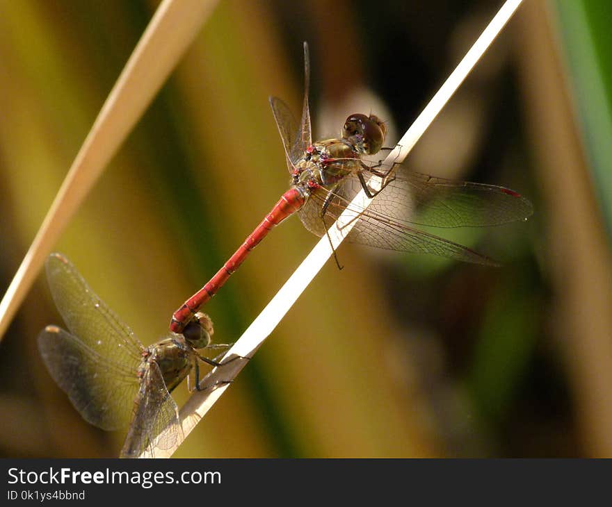 Dragonfly, Insect, Dragonflies And Damseflies, Damselfly