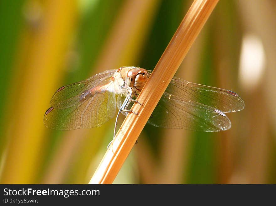 Dragonfly, Insect, Damselfly, Dragonflies And Damseflies