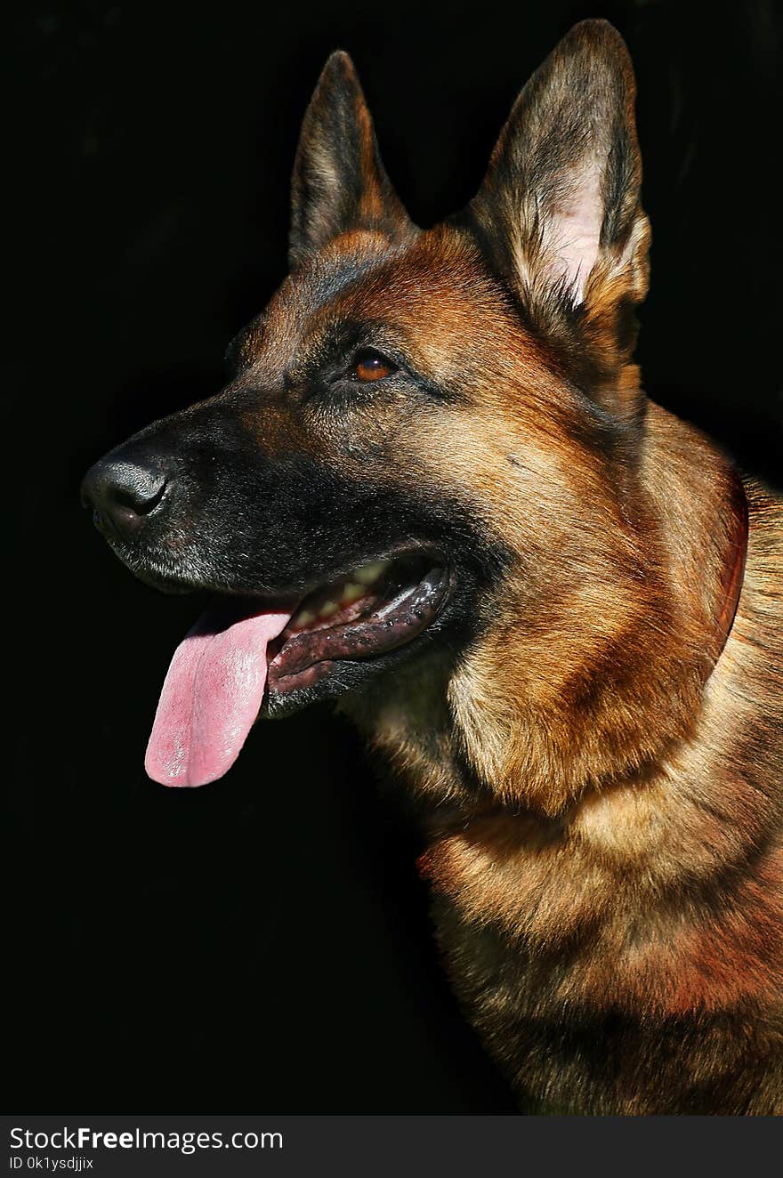 Dog, Dog Like Mammal, Dog Breed, German Shepherd Dog