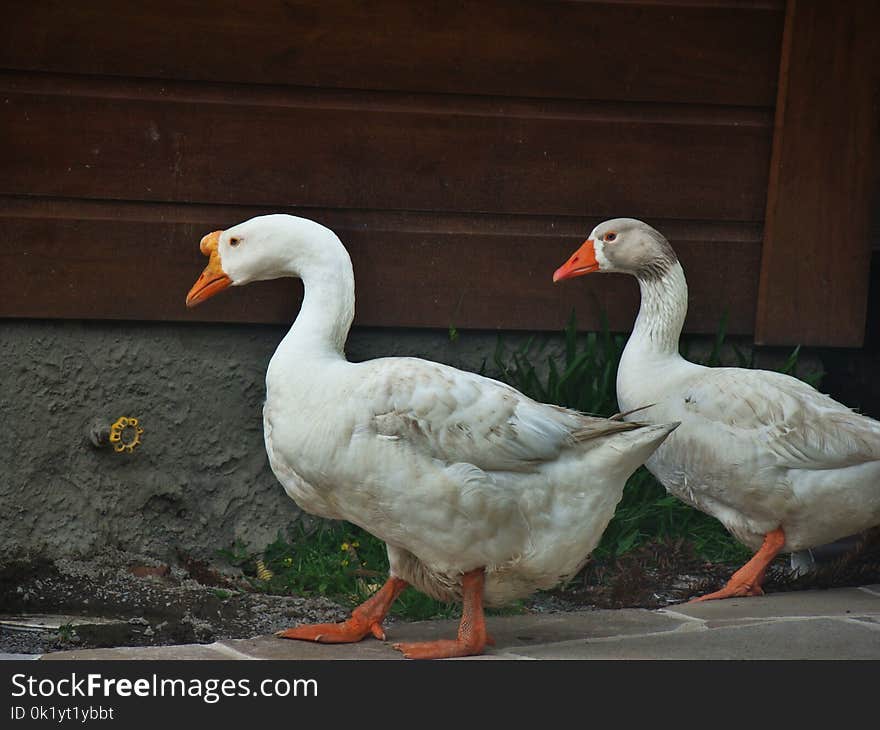 Water Bird, Ducks Geese And Swans, Bird, Duck