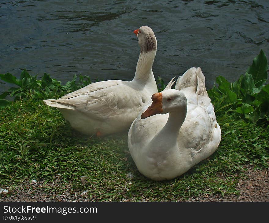 Bird, Water Bird, Ducks Geese And Swans, Fauna