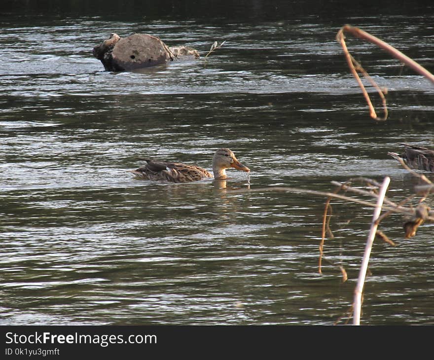 Water, Bird, Fauna, Water Bird