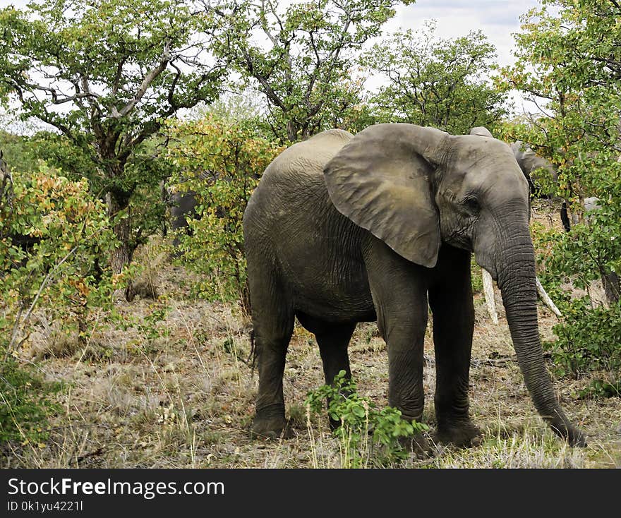 Elephant, Elephants And Mammoths, Terrestrial Animal, Wildlife