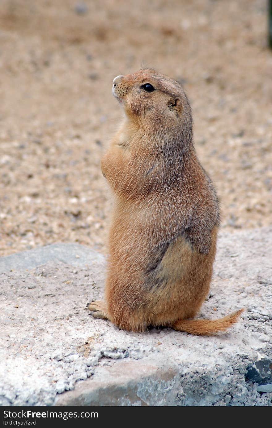 Prairie Dog, Mammal, Fauna, Squirrel