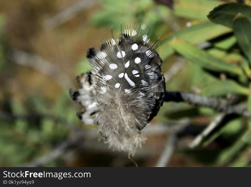 Insect, Moths And Butterflies, Invertebrate, Macro Photography