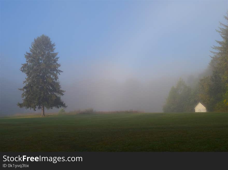 Fog, Mist, Sky, Tree