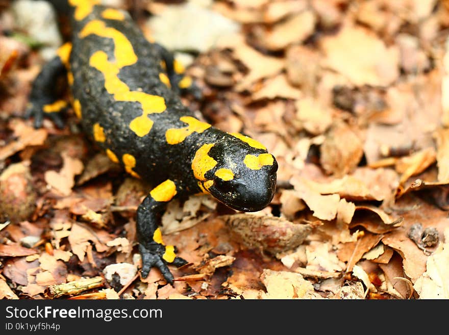 European Fire Salamander, Salamandra, Salamander, Salamandridae