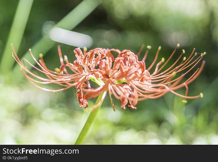 Plant, Flower, Flora, Grevillea