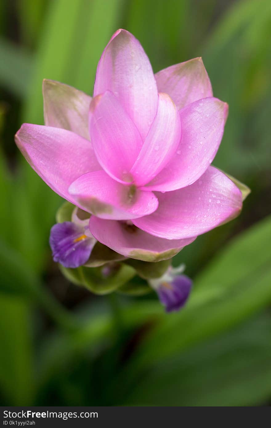 Flower, Plant, Flora, Flowering Plant