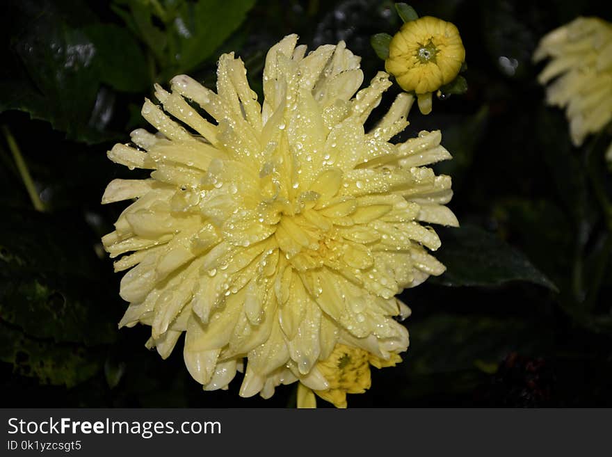 Flower, Yellow, Flora, Chrysanths