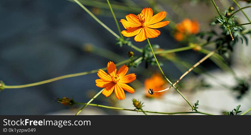 Flower, Yellow, Flora, Wildflower