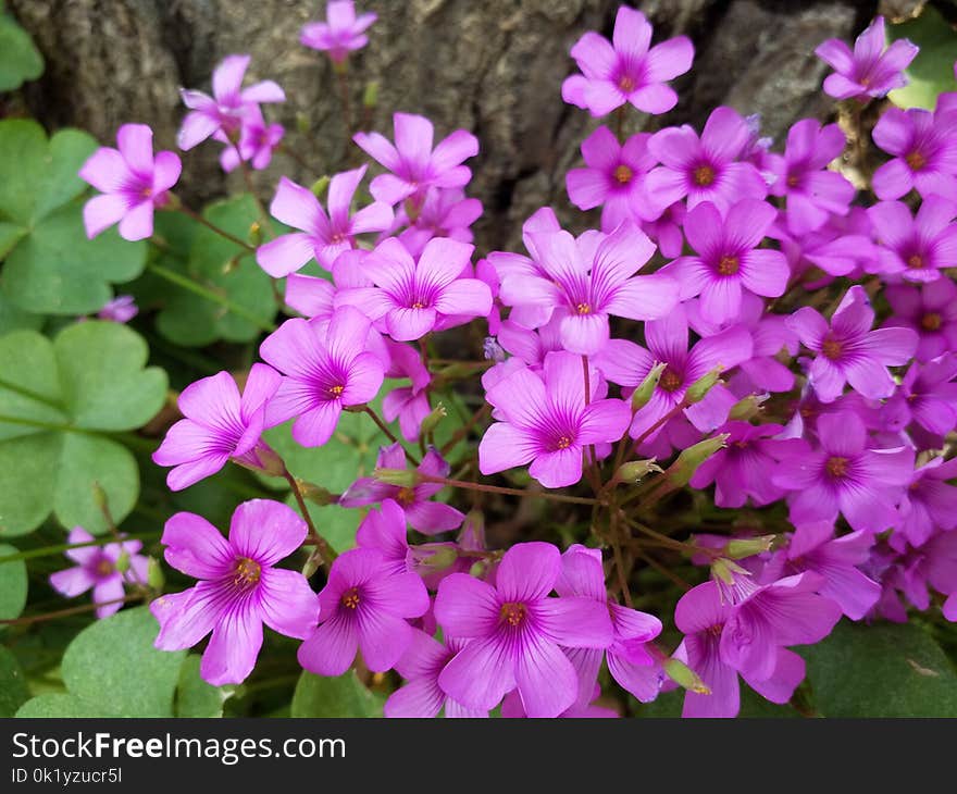 Flower, Plant, Flowering Plant, Flora