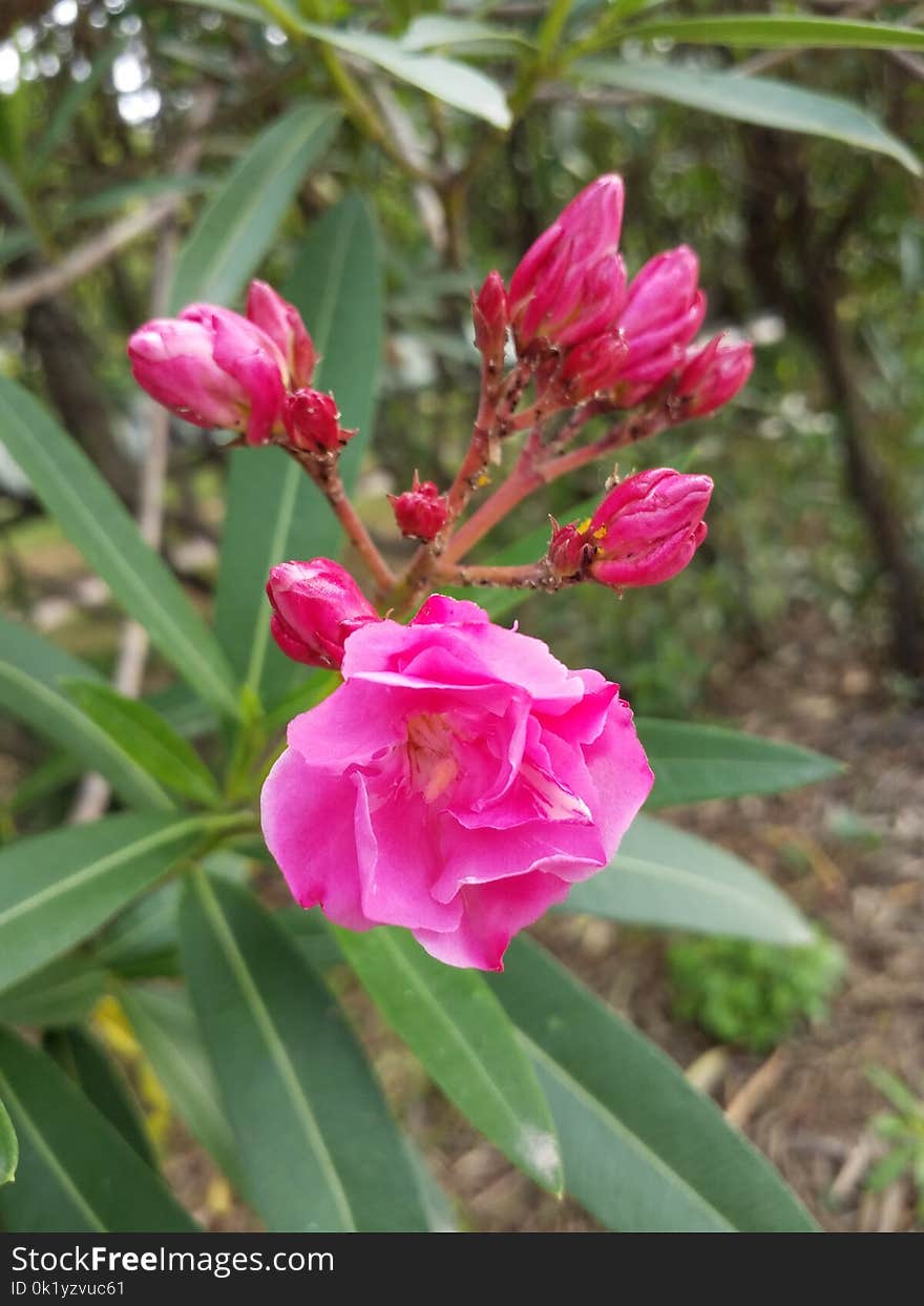 Plant, Flower, Flora, Flowering Plant