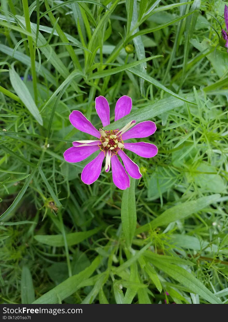 Flower, Flora, Plant, Garden Cosmos