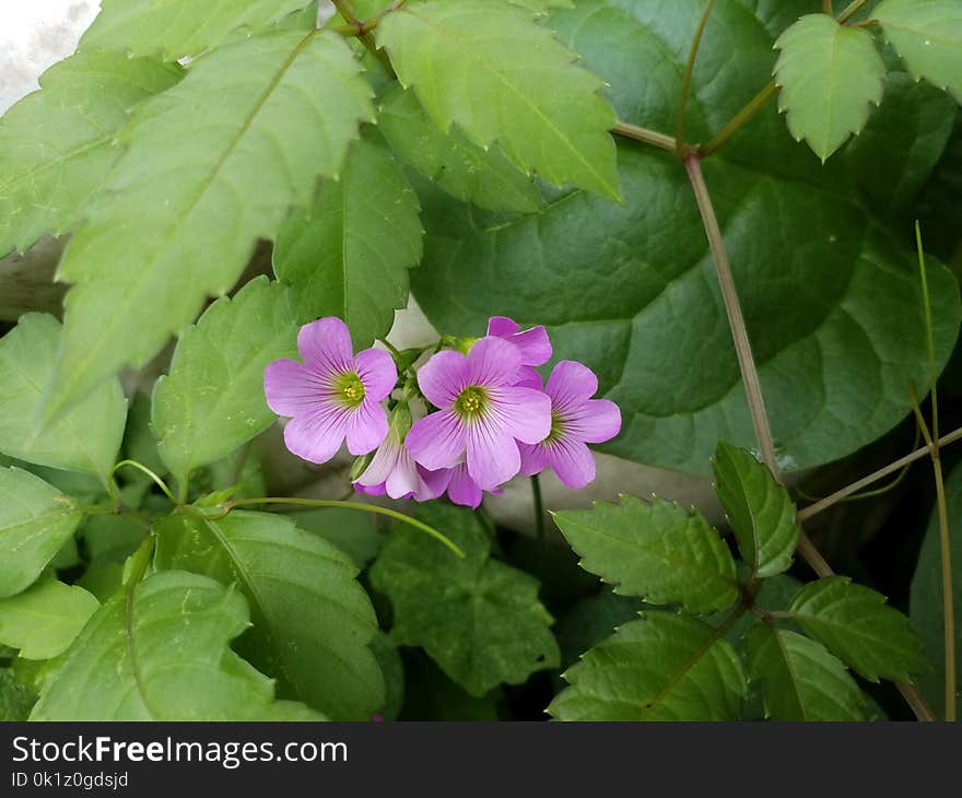 Flower, Plant, Flowering Plant, Subshrub