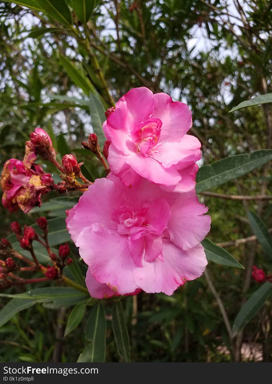 Plant, Flower, Pink, Flowering Plant