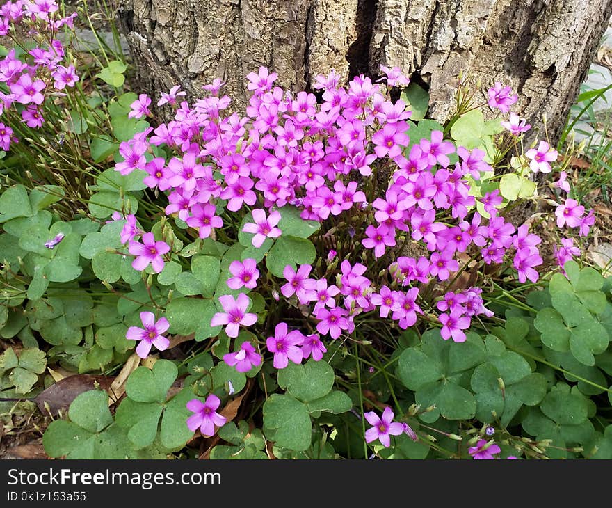 Plant, Flower, Flowering Plant, Flora