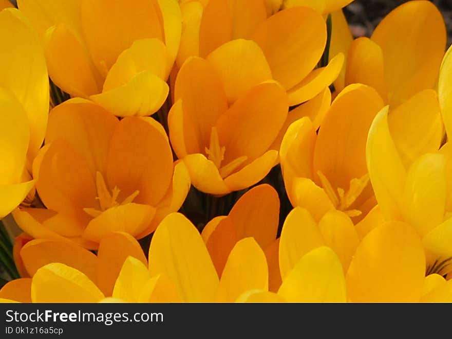 Flower, Yellow, Flowering Plant, Orange