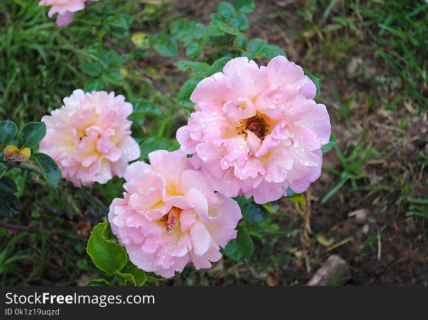 Flower, Pink, Rose Family, Plant