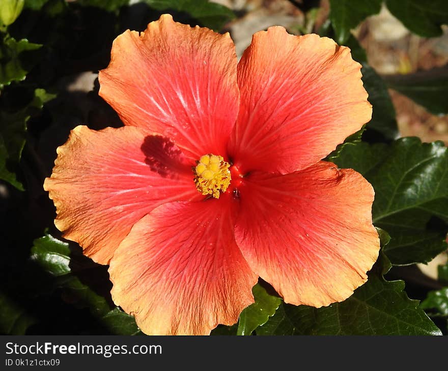 Flower, Hibiscus, Flowering Plant, Chinese Hibiscus