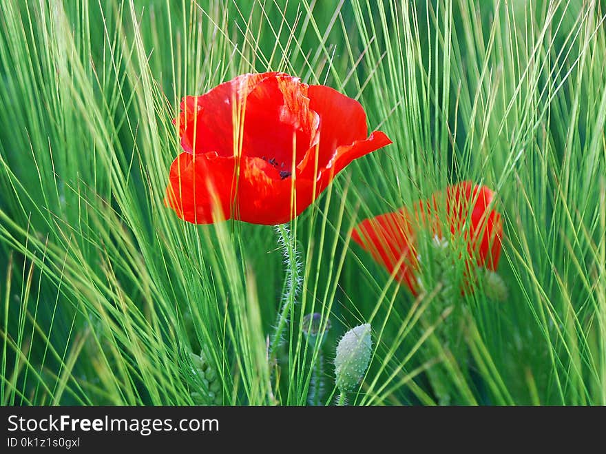 Vegetation, Flower, Field, Wildflower