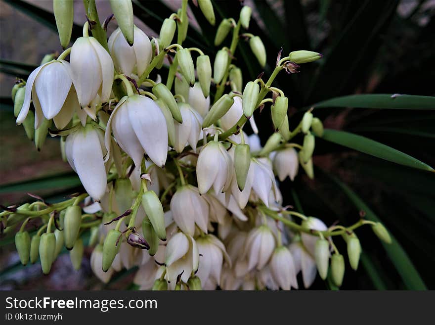 Flower, Plant, Flora, Galanthus