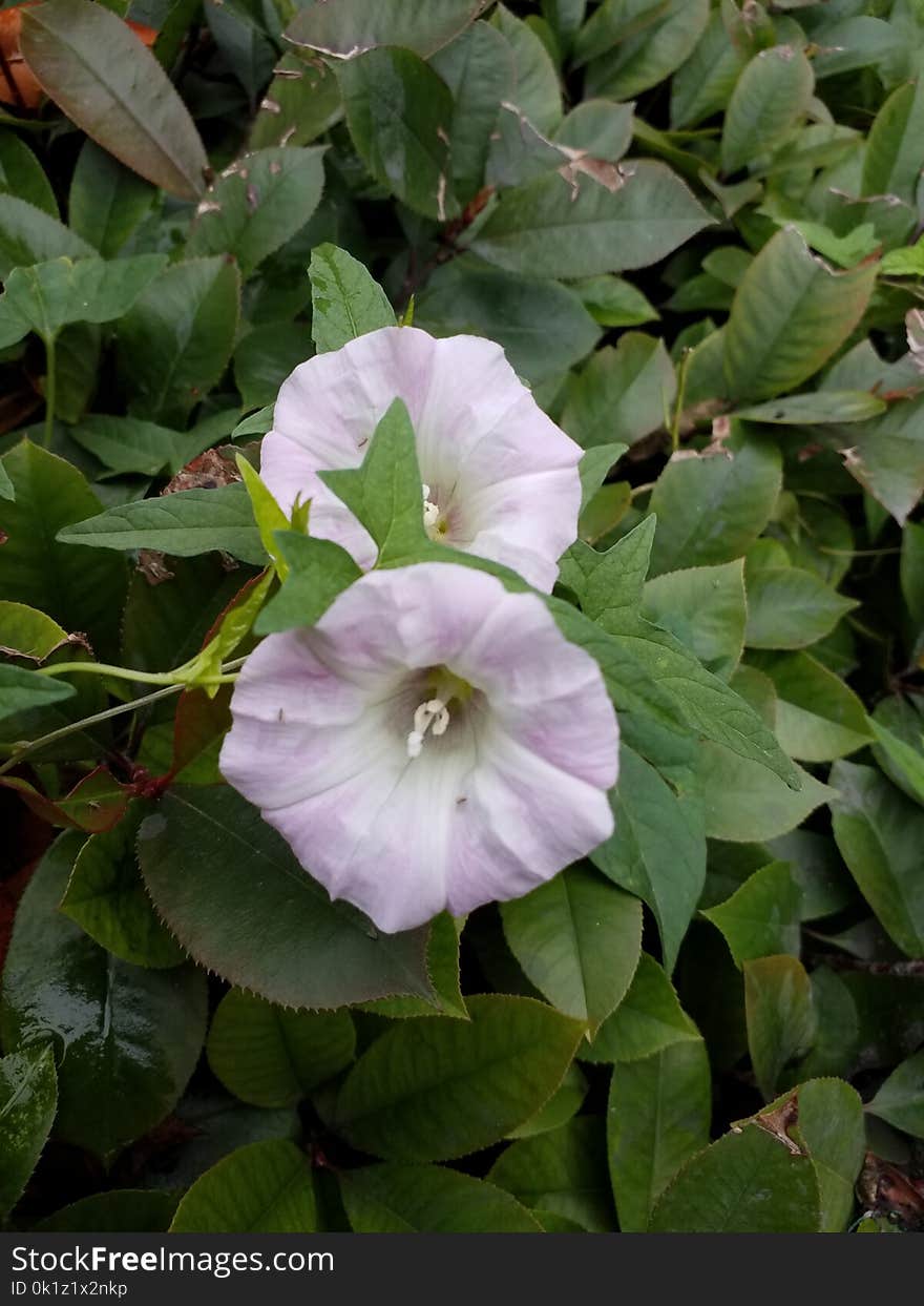 Plant, Flower, Morning Glory Family, Moonflower