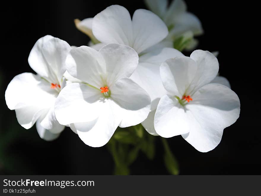 Flower, White, Flora, Wildflower