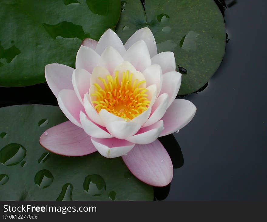 Flower, Sacred Lotus, Plant, Aquatic Plant