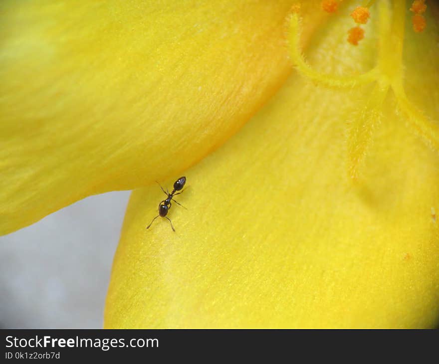 Yellow, Macro Photography, Insect, Close Up