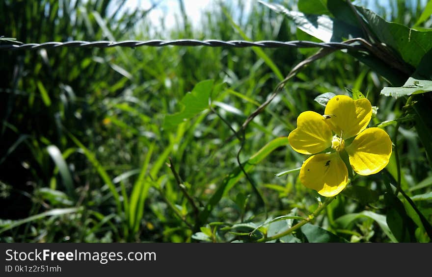 Flora, Yellow, Flower, Vegetation