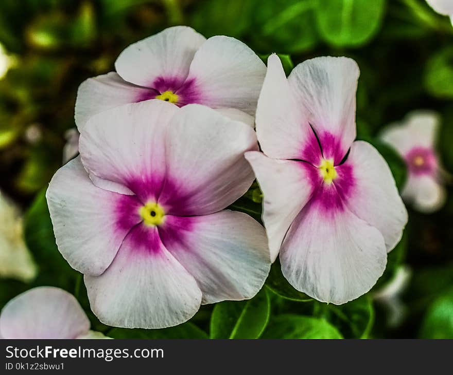 Flower, Plant, Flowering Plant, Pansy