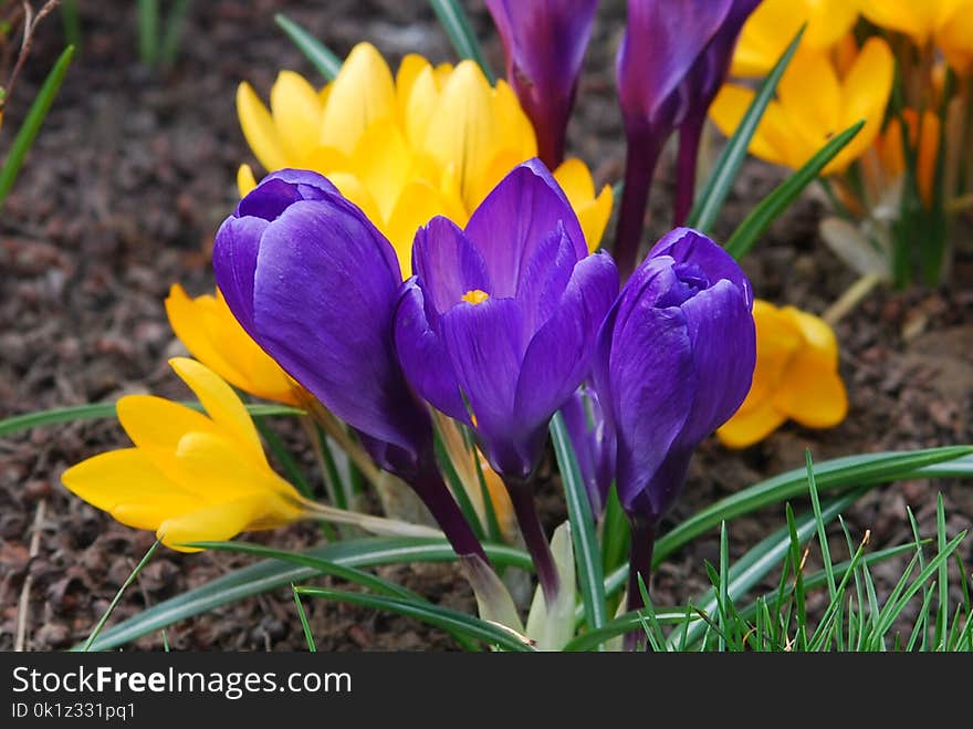 Flower, Plant, Crocus, Flowering Plant