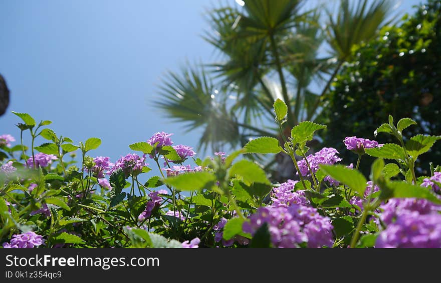 Flower, Plant, Vegetation, Flora