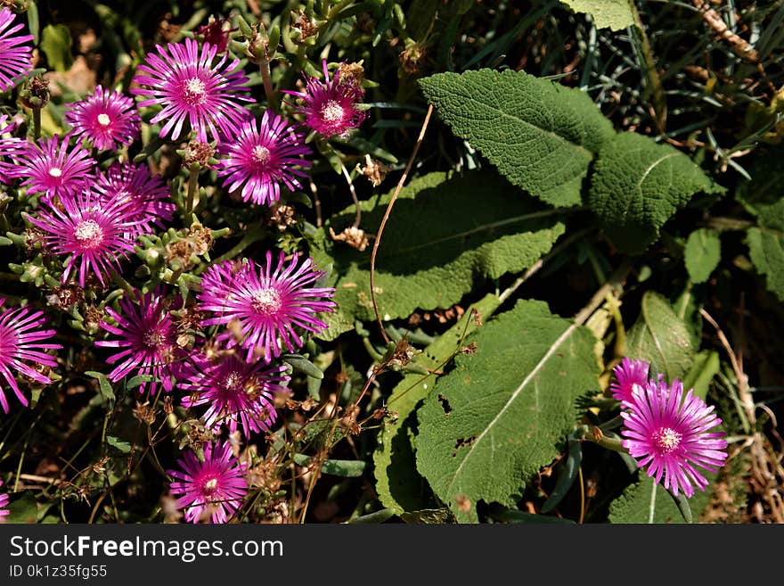 Flower, Plant, Flora, Flowering Plant