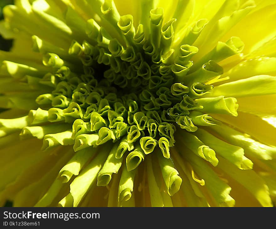 Flower, Yellow, Close Up, Flora