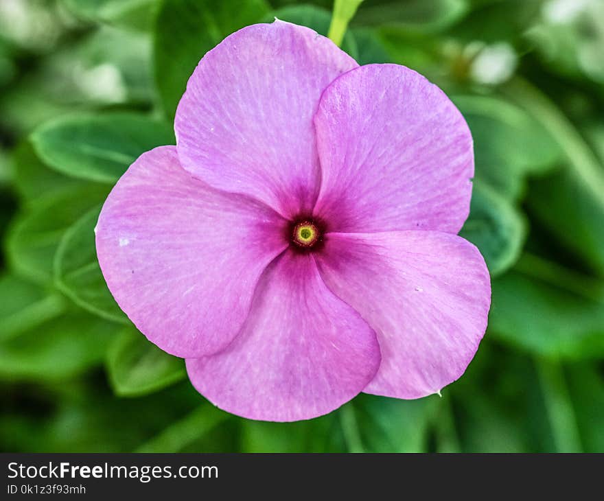 Flower, Pink, Flora, Petal