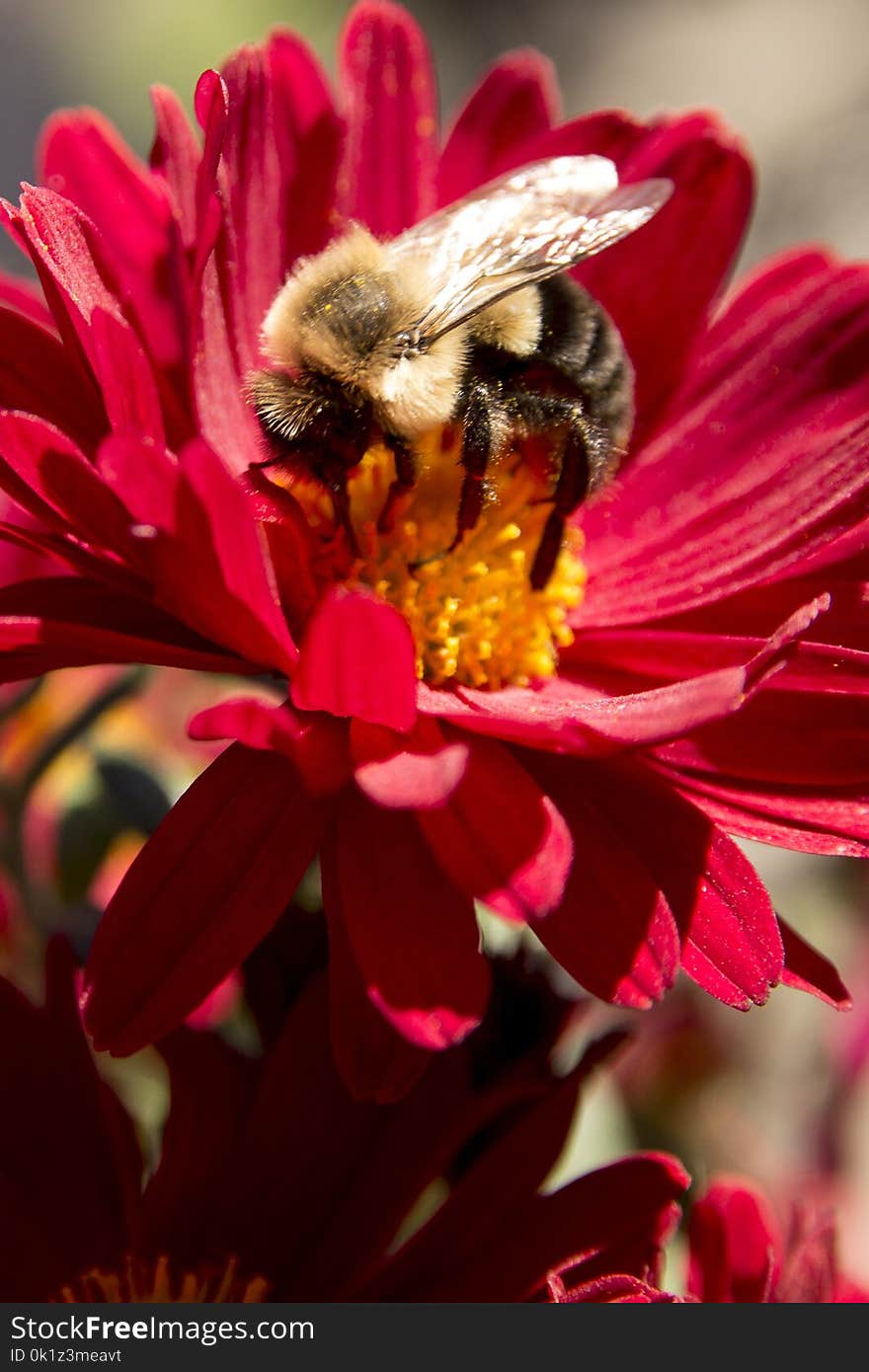 Flower, Honey Bee, Bee, Nectar