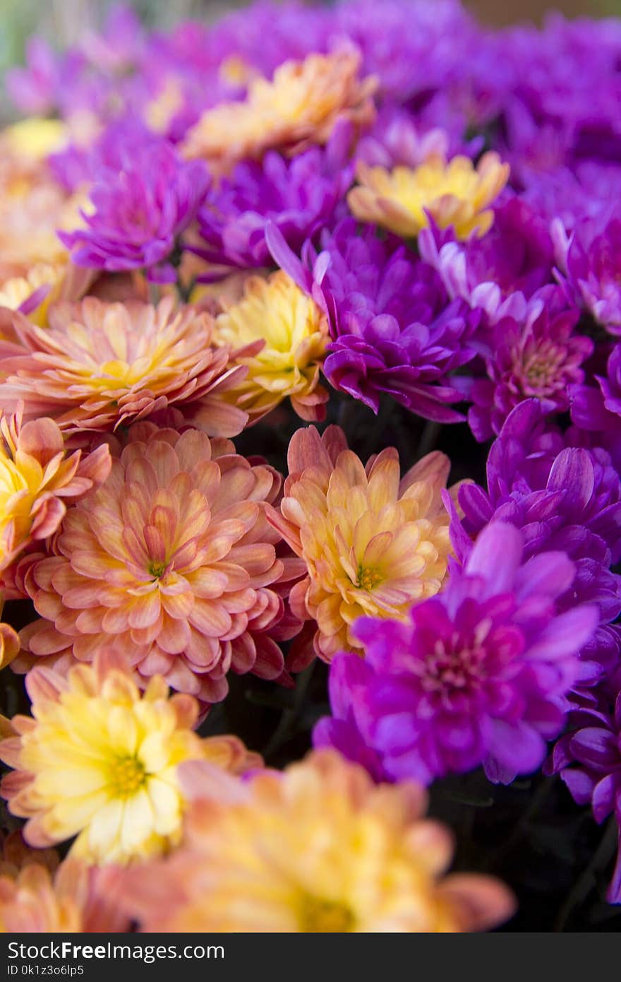 Flower, Purple, Flowering Plant, Plant