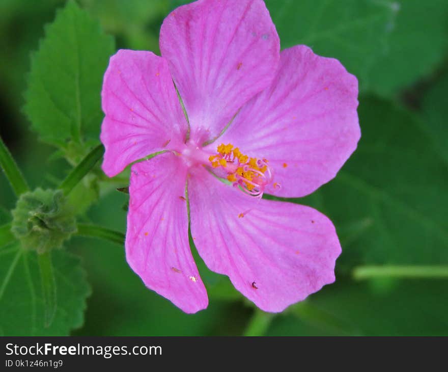 Flower, Flowering Plant, Four O Clock Flower, Four O Clock Family