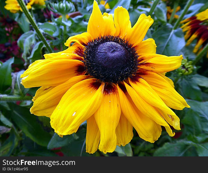 Flower, Yellow, Flora, Plant