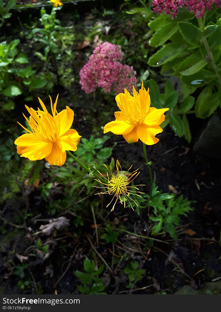 Flower, Plant, Flora, Yellow