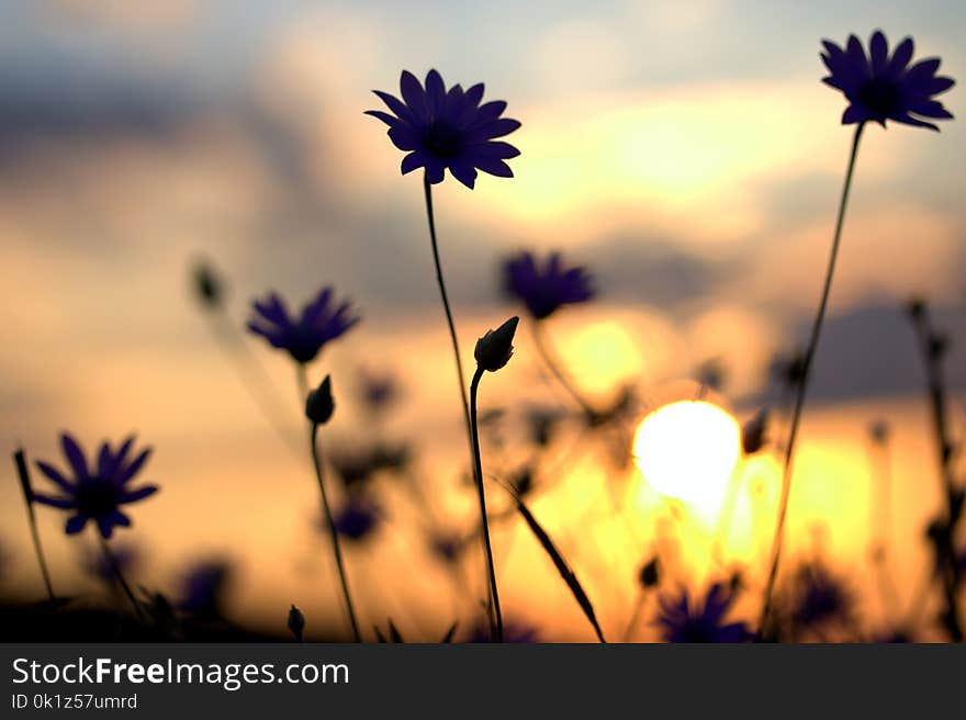 Flower, Sky, Wildflower, Flora