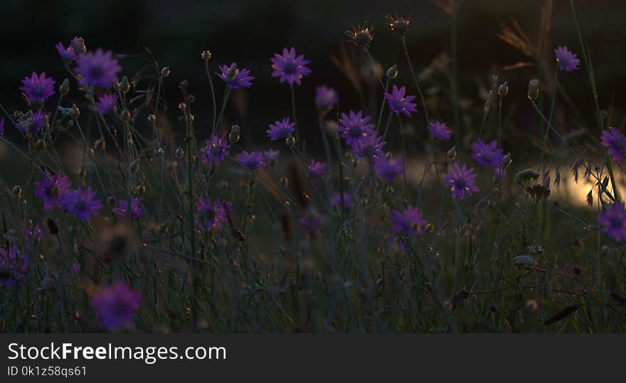 Purple, Flower, Wildflower, Violet