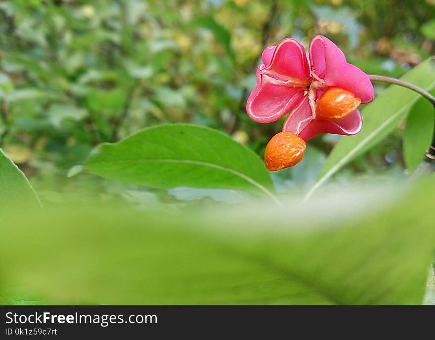 Flora, Flower, Plant, Vegetation