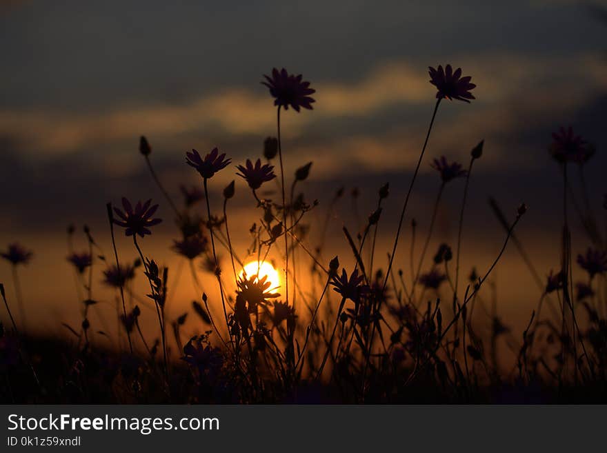 Sky, Ecosystem, Flower, Wildflower